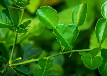 daun jeruk Foto Hellosehat Ⓒ Hak cipta foto di atas dikembalikan sesungguhnya kepada pemilik foto KETIKKABARcom daun jeruk Foto Hellosehat Ⓒ Hak cipta foto di atas dikembalikan sesungguhnya kepada pemilik foto