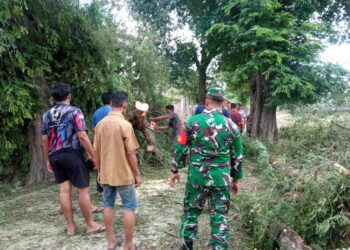 Petugas BPBD Aceh Besar bersama personel TNI dari Koramil Kuta Cot Glie, anggota Polsek, serta masyarakat sekitar, mengevakuasi pohon tumbang, di Gampong Lampoh Raja, Kecamatan Kuta Cot Glie, Kabupaten Aceh Besar, Selasa (8/4/2025) pagi. FOTO/ DOK MC ACEH BESAR