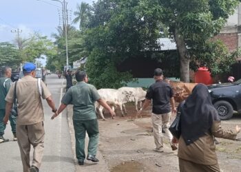 Petugas Satpol PP dan WH Aceh Besar mengejar dan mengamankan sapi liar di depan Kantor Camat Darul Imarah, Kamis (8/5/2025). Dok. MC Aceh Besar