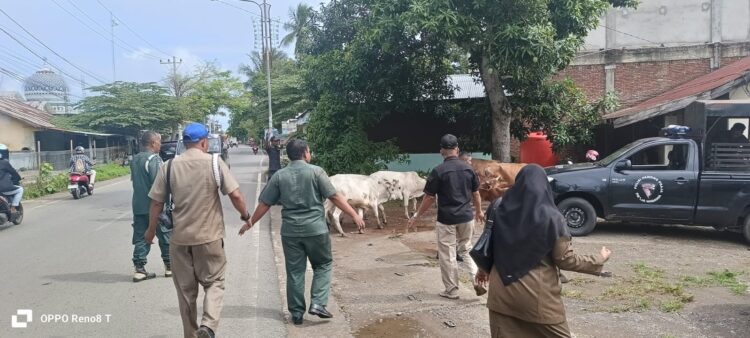 Petugas Satpol PP dan WH Aceh Besar mengejar dan mengamankan sapi liar di depan Kantor Camat Darul Imarah Kamis 852025 Dok MC Aceh Besar