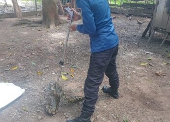 Petugas Damkar BPBD Aceh Besar menangkap seekor ular piton dari kandang ayam milik warga di Gampong Ketapang, Kecamatan Lhoong, Kabupaten Aceh Besar, Rabu (21/5/2025). FOTO/ DOK BPBD ACEH BESAR