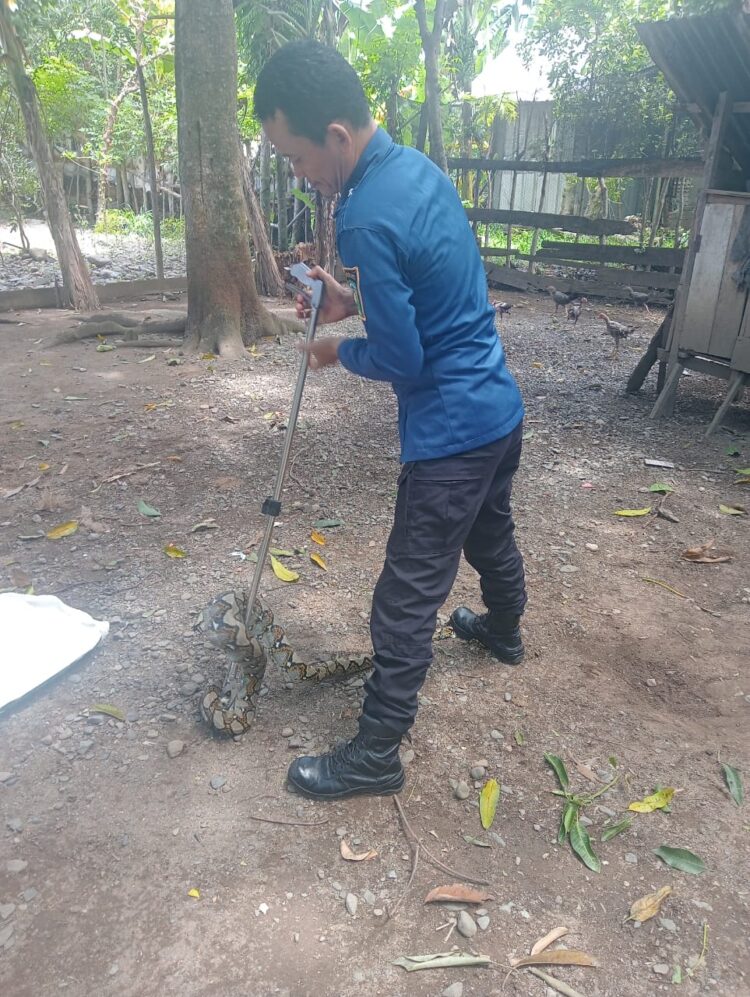 Petugas Damkar BPBD Aceh Besar menangkap seekor ular piton dari kandang ayam milik warga di Gampong Ketapang Kecamatan Lhoong Kabupaten Aceh Besar Rabu 2152025 FOTO DOK BPBD ACEH BESAR KETIKKABARcom Petugas Damkar BPBD Aceh Besar menangkap seekor ular piton dari kandang ayam milik warga di Gampong Ketapang Kecamatan Lhoong Kabupaten Aceh Besar Rabu 2152025 FOTO DOK BPBD ACEH BESAR