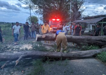 BPBD Aceh Besar dan Warga Mengevakuasi Pohon tumbang di jalan makan T.Nyak Arif, Gampong Meunasah Papeun, Kec. Krueng Barona Jaya, Kab. Aceh Besar / KETIKKABAR.com