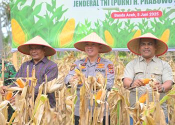 Staf Ahli Bupati Aceh Besar bidang Perekonomian, pembangunan dan keuangan Ir Makmun MT bersama Forkopimda Aceh Besar sedang memanen jagung, Kecamatan Masjid Raya, Aceh Besar, Kamis (5/6/2025). FOTO/MC ACEH BESAR