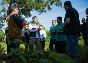 Wagub Aceh mengunjungi lokasi budidaya tanaman nilam milik kelompok Nilam Lhoong Aceh Sejahtera (Nilas) di Gampong Umong Seuribee, Kecamatan Lhoong, Kabupaten Aceh Besar, Sabtu (4/10/2025).