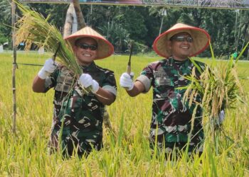 Kasdam IM, Brigadir Jenderal TNI Yudha Fitri, menghadiri kegiatan panen raya padi di Desa Mesjid, Kecamatan Syamtalira Aron, Kabupaten Aceh Utara, pada Senin (14/10/2025).