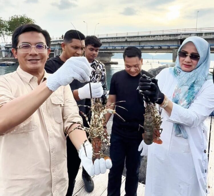 Ketua DPRK Banda Aceh Irwansyah ST Kiri melakukan panen lobster di Keramba Jaring Apung Ulee Lheue Banda Aceh pada Kamis sore 16102025 KETIKKABARcom Ketua DPRK Banda Aceh Irwansyah ST Kiri melakukan panen lobster di Keramba Jaring Apung Ulee Lheue Banda Aceh pada Kamis sore 16102025