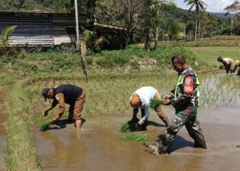 Babinsa Koramil 05/Tamiang Hulu Kodim 0117/Atam turun langsung ke persawahan untuk membantu warga menanam komoditas pangan unggulan di Aceh Tamiang pada Sabtu (15/11/2025)./Foto: Humas Kodam IM