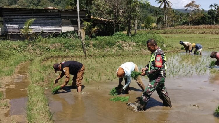 Babinsa Koramil 05Tamiang Hulu Kodim 0117Atam turun langsung ke persawahan untuk membantu warga menanam komoditas pangan unggulan di Aceh Tamiang pada Sabtu 15112025Foto Humas Kodam IM KETIKKABARcom Babinsa Koramil 05Tamiang Hulu Kodim 0117Atam turun langsung ke persawahan untuk membantu warga menanam komoditas pangan unggulan di Aceh Tamiang pada Sabtu 15112025Foto Humas Kodam IM