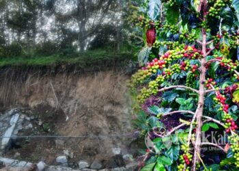 12.638 Hektare Kebun Kopi di Aceh Tengah Rusak Akibat Bencana Banjir dan Tanah Longsor/(FOTO: Kolase KETIKKABAR.com/ Pemkab Aceh Tengah)