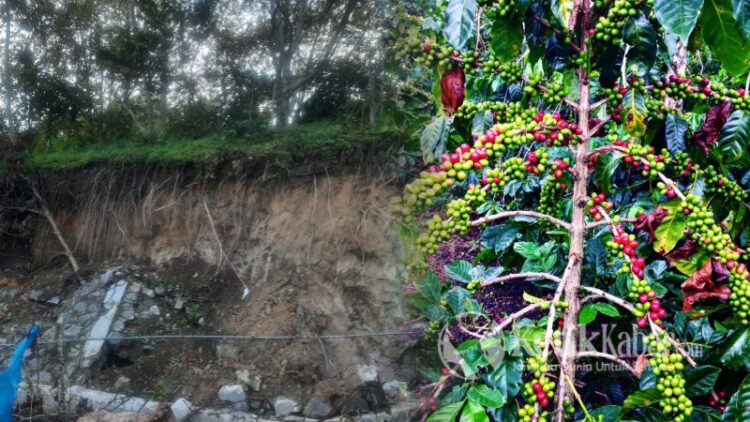 12638 Hektare Kebun Kopi di Aceh Tengah Rusak Akibat Bencana Banjir dan Tanah LongsorFOTO Kolase KETIKKABARcom Pemkab Aceh Tengah KETIKKABARcom 12638 Hektare Kebun Kopi di Aceh Tengah Rusak Akibat Bencana Banjir dan Tanah LongsorFOTO Kolase KETIKKABARcom Pemkab Aceh Tengah