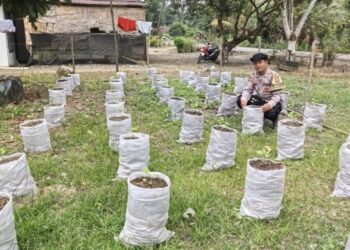 Bhabinkamtibmas Polsek Simpang Kiri, Bripka Sukma Hadi, melakukan monitoring langsung ke lahan sisa lumpur banjir di Kampung Selamat, Kecamatan Tenggulun, pada Senin (26/1/2026).