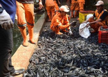 Pemerintah Provinsi (Pemprov) DKI Jakarta melakukan aksi pembersihan massal terhadap ikan sapu-sapu di perairan ibu kota, Jumat (17/4/2026). FOTO: Ist