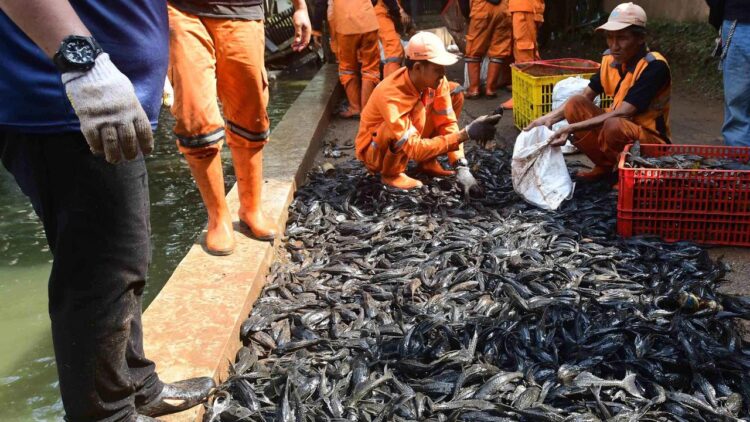 Pemerintah Provinsi Pemprov DKI Jakarta melakukan aksi pembersihan massal terhadap ikan sapusapu di perairan ibu kota Jumat 1742026 FOTO Ist KETIKKABARcom Pemerintah Provinsi Pemprov DKI Jakarta melakukan aksi pembersihan massal terhadap ikan sapu sapu di perairan ibu kota Jumat 1742026 FOTO Ist