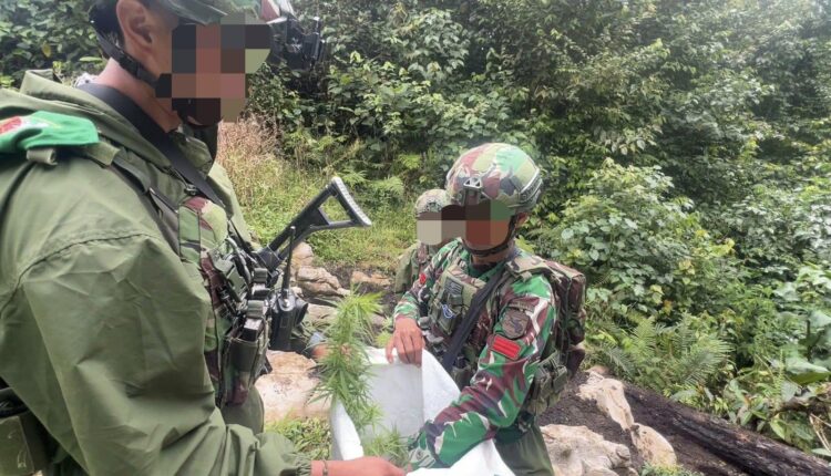 Tim gabungan Satgas Operasi Damai Cartenz 2026 bersama Polres Pegunungan Bintang dan Satgas Yonif 751VJS menemukan ladang ganja saat menggelar patroli taktis pada Sabtu 11 April 2026 FOTOIst KETIKKABARcom Tim gabungan Satgas Operasi Damai Cartenz 2026 bersama Polres Pegunungan Bintang dan Satgas Yonif 751VJS menemukan ladang ganja saat menggelar patroli taktis pada Sabtu 11 April 2026 FOTOIst