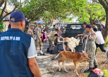 Petugas Satpol PP dan WH Aceh Besar mengamankan ternak sapi yang berkeliaran di ruas Jalan Rel Kereta Api Lama, kawasan Pagar Air, Kecamatan Ingin Jaya, Kabupaten Aceh Besar, Jumat (24/4/2026). FOTO/ MC ACEH BESAR