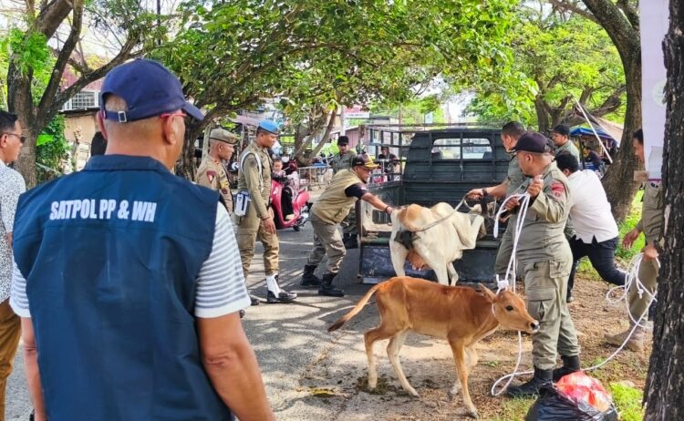 Petugas Satpol PP dan WH Aceh Besar mengamankan ternak sapi yang berkeliaran di ruas Jalan Rel Kereta Api Lama kawasan Pagar Air Kecamatan Ingin Jaya Kabupaten Aceh Besar Jumat 2442026 FOTO MC ACEH BESAR