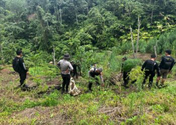 Kepolisian Daerah (Polda) Sumatera Selatan melalui operasi gabungan Direktorat Reserse Narkoba dan Polres Empat Lawang berhasil membongkar ladang ganja seluas 20 hektar di Desa Batu Jungul, Kecamatan Muara Pinang, Kabupaten Empat Lawang, pada Jumat (24/4/2026). [FOTO: Humas]