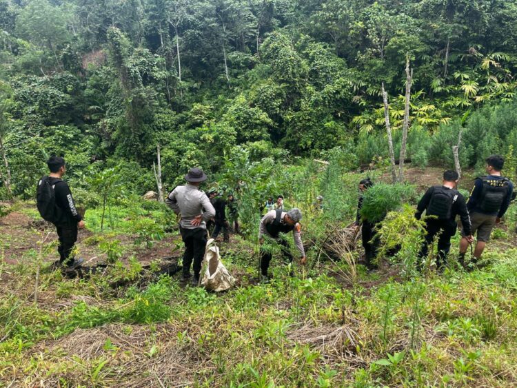 Kepolisian Daerah Polda Sumatera Selatan melalui operasi gabungan Direktorat Reserse Narkoba dan Polres Empat Lawang berhasil membongkar ladang ganja seluas 20 hektar di Desa Batu Jungul Kecamatan Muara Pinang Kabupaten Empat Lawang pada Jumat 2442026 FOTO Humas KETIKKABARcom Kepolisian Daerah Polda Sumatera Selatan melalui operasi gabungan Direktorat Reserse Narkoba dan Polres Empat Lawang berhasil membongkar ladang ganja seluas 20 hektar di Desa Batu Jungul Kecamatan Muara Pinang Kabupaten Empat Lawang pada Jumat 2442026 FOTO Humas