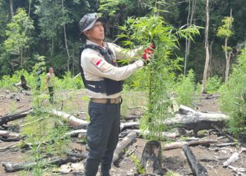 Kapolda Aceh, Irjen Pol. Marzuki Ali Basyah, pimpin langsung pemusnahan ladang ganja di Desa Lampanah, Kecamatan Seulimum, Kabupaten Aceh Besar, Rabu, 29 April 2026. [FOTO: Humas Polda].