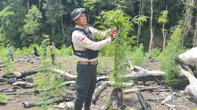 Kapolda Aceh Irjen Pol Marzuki Ali Basyah pimpin langsung pemusnahan ladang ganja di Desa Lampanah Kecamatan Seulimum Kabupaten Aceh Besar Rabu 29 April 2026 FOTO Humas Polda KETIKKABARcom Kapolda Aceh Irjen Pol Marzuki Ali Basyah pimpin langsung pemusnahan ladang ganja di Desa Lampanah Kecamatan Seulimum Kabupaten Aceh Besar Rabu 29 April 2026 FOTO Humas Polda