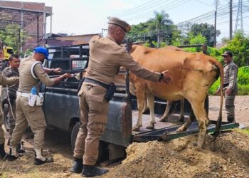 Petugas Satpol PP dan WH Aceh Besar menangkap ternak sapi yang berkeliaran di Jalan Sukarno Hatta, Kecamatan Ingin Jaya, Kabupaten Aceh Besar, Rabu (29/4/2026). FOTO/ MC ACEH BESAR