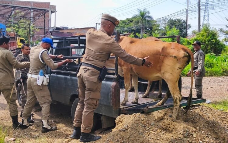 Petugas Satpol PP dan WH Aceh Besar menangkap ternak sapi yang berkeliaran di Jalan Sukarno Hatta Kecamatan Ingin Jaya Kabupaten Aceh Besar Rabu 2942026 FOTO MC ACEH BESAR KETIKKABARcom Petugas Satpol PP dan WH Aceh Besar menangkap ternak sapi yang berkeliaran di Jalan Sukarno Hatta Kecamatan Ingin Jaya Kabupaten Aceh Besar Rabu 2942026 FOTO MC ACEH BESAR