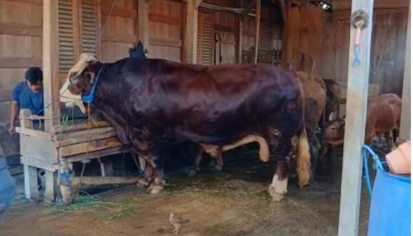 Ⓒ Hak cipta foto di atas dikembalikan sesungguhnya kepada pemilik foto KETIKKABARcom Ⓒ Hak cipta foto di atas dikembalikan sesungguhnya kepada pemilik foto