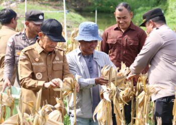 Wakil Wali Kota Sabang Suradji Junus melakukan panen jagung kwartal II di lahan BUMG Paya Seunara seluas 1 hektare, Selasa 5/5/2026. [FOTO: Humas]