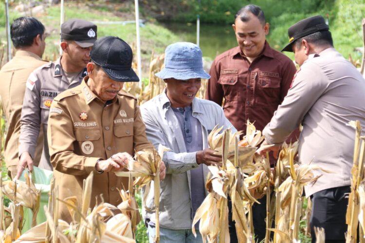 Wakil Wali Kota Sabang Suradji Junus melakukan panen jagung kwartal II di lahan BUMG Paya Seunara seluas 1 hektare Selasa 552026 FOTO Humas