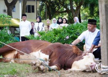 Ⓒ Hak cipta foto di atas dikembalikan sesungguhnya kepada pemilik foto.