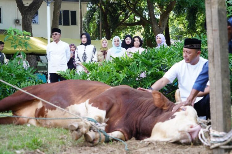 Ⓒ Hak cipta foto di atas dikembalikan sesungguhnya kepada pemilik foto