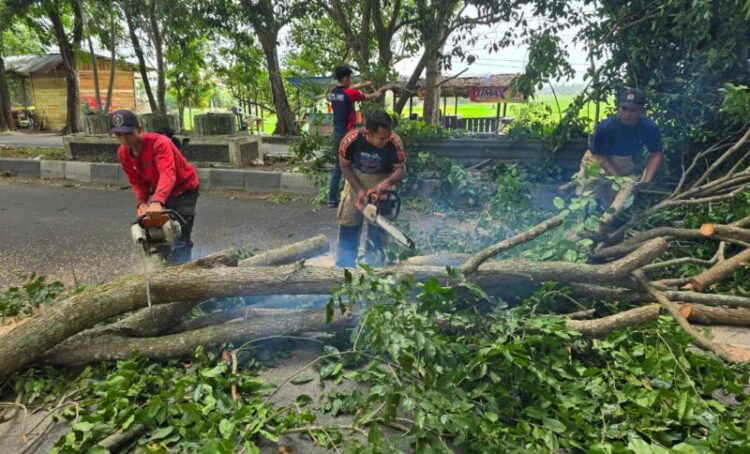 Petugas BPBD Aceh Besar melakukan pembersihan dahan pohon tumbang di kawasan Kecamatan Blang Bintang Aceh Besar Jumat 782026 FOTO DOK MC ACEH BESAR KETIKKABARcom Petugas BPBD Aceh Besar melakukan pembersihan dahan pohon tumbang di kawasan Kecamatan Blang Bintang Aceh Besar Jumat 782026 FOTO DOK MC ACEH BESAR