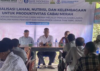 Kantor Perwakilan Bank Indonesia (KPw BI) Provinsi Aceh menggelar bantuan teknis budidaya cabai merah bagi kelompok tani binaan di Kabupaten Aceh Barat, Rabu (19/8/2026).