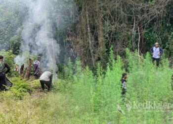 Deninteldam IM berhasil membongkar dan memusnahkan ladang ganja seluas kurang lebih 1,5 hektare di kawasan pegunungan Desa Lambada, Kemukiman Lamteuba, Kecamatan Seulimuem, Kabupaten Aceh Besar, pada Kamis (17/9/2026). FOTO: Kolase KETIKKABAR.com/Humas Kodam IM.