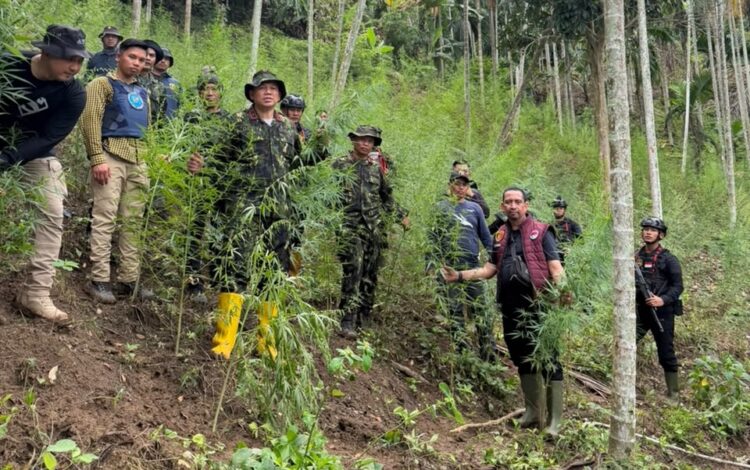 Ditresnarkoba Polda Aceh bersama Badan Narkotika Nasional Provinsi BNNP Aceh dan Polres Lhokseumawe berhasil mengungkap lokasi ladang ganja di Dusun Alue Garut Desa Teupin Ruseb Kecamatan Sawang Kabupaten Aceh UtaraFOTO Ist20261028 at 170402 KETIKKABARcom Ditresnarkoba Polda Aceh bersama Badan Narkotika Nasional Provinsi BNNP Aceh dan Polres Lhokseumawe berhasil mengungkap lokasi ladang ganja di Dusun Alue Garut Desa Teupin Ruseb Kecamatan Sawang Kabupaten Aceh UtaraFOTO Ist