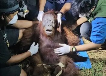 FOTO BKSDA Kalimantan