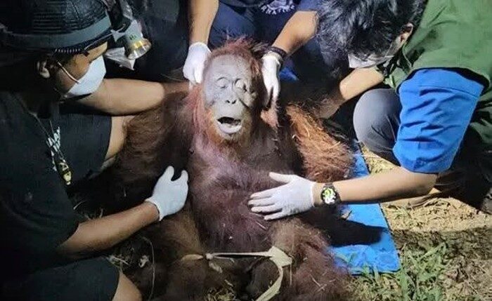 FOTO BKSDA Kalimantan KETIKKABARcom FOTO BKSDA Kalimantan